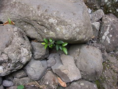 Securinega durissima