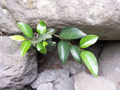 Securinega durissima