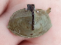 Cryptolithodes sitchensis