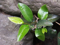 Securinega durissima