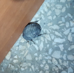 Polyphaga aegyptiaca