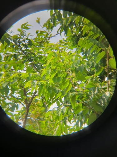 Image of Celtis tetrandra by no rights reserved