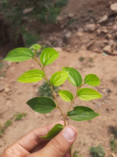 Image of Celtis tetrandra by no rights reserved