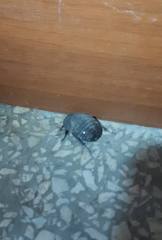 Polyphaga aegyptiaca