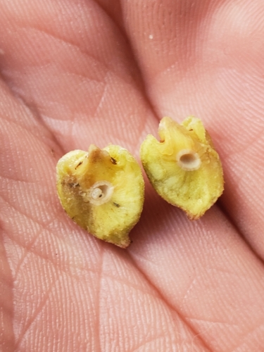 Oak Rough Bulletgall Wasp