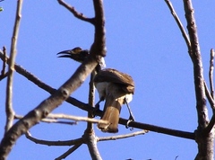 Philemon buceroides