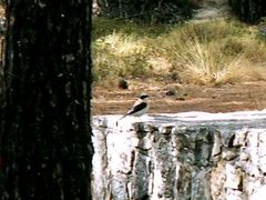 Oenanthe melanoleuca