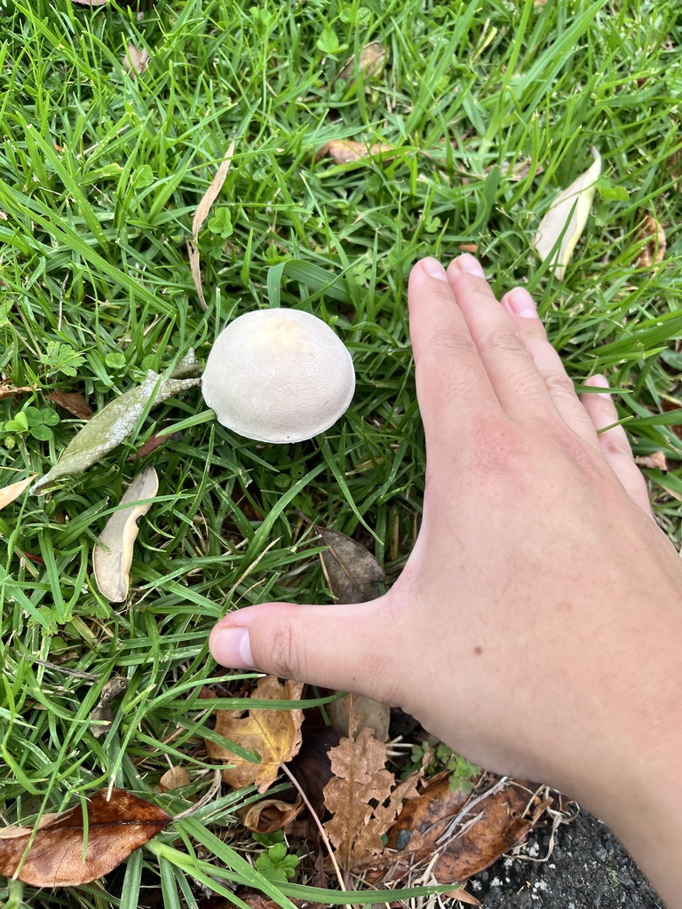 Leucocoprinus leucothites · April 2025 · photo: © sporeseeker (iNaturalist, cc0)
