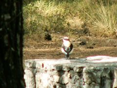 Oenanthe melanoleuca