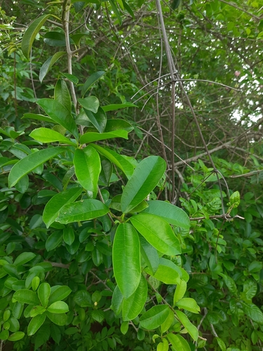 Image of Maclura spinosa by no rights reserved