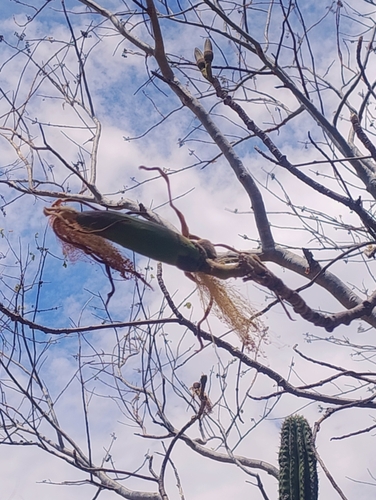 Pseudobombax palmeri