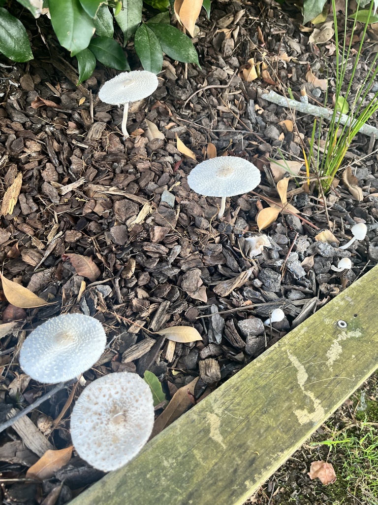 Leucocoprinus cepistipes · April 2025 · photo: © sporeseeker (iNaturalist, cc0)