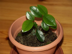 Securinega durissima