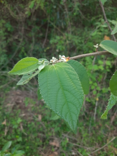 Image of Grewia Abutilifolia (Grewia abutilifolia) by no rights reserved