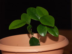 Securinega durissima