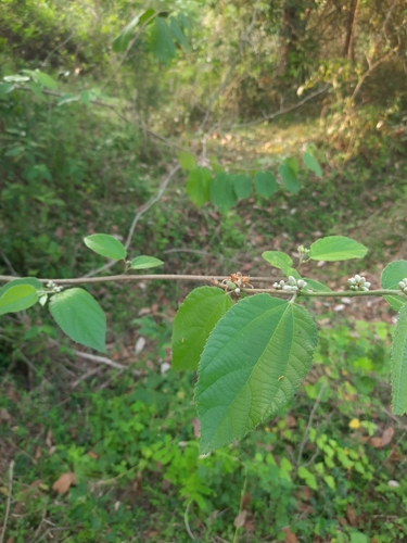 Image of Grewia Abutilifolia (Grewia abutilifolia) by no rights reserved