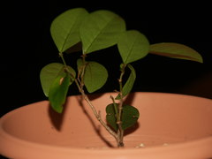 Securinega durissima