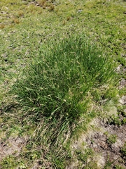 Carex spectabilis