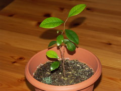 Securinega durissima