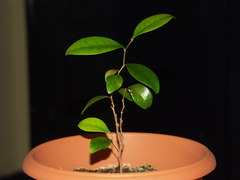 Securinega durissima