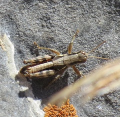 Melanoplus rileyanus
