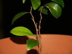 Securinega durissima