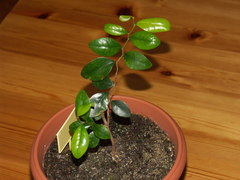 Securinega durissima