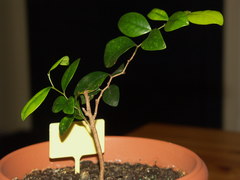 Securinega durissima