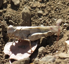 Trimerotropis pseudofasciata