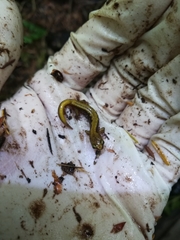 Plethodon vandykei