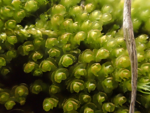 Image of Marsupella emarginata by no rights reserved