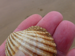 Acanthocardia echinata