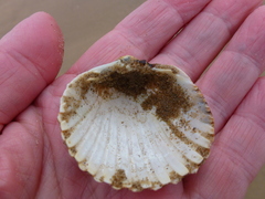 Acanthocardia echinata