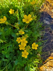 Potentilla flabellifolia