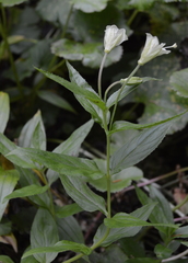 Epilobium luteum