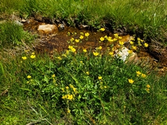 Potentilla flabellifolia