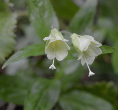 Epilobium luteum