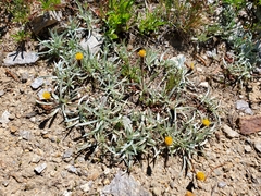 Raillardella argentea