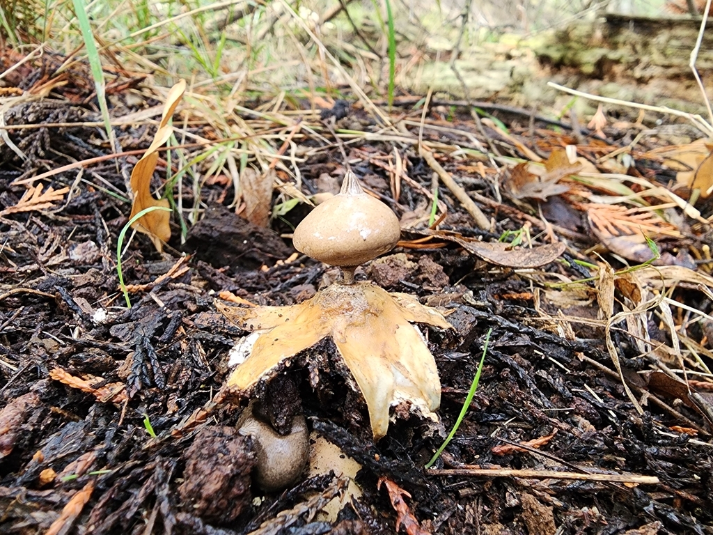 Geastrum tenuipes · April 2025 · photo: © nicnation (iNaturalist, cc-by)