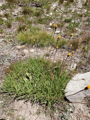 Raillardella scaposa