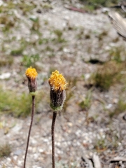 Raillardella scaposa