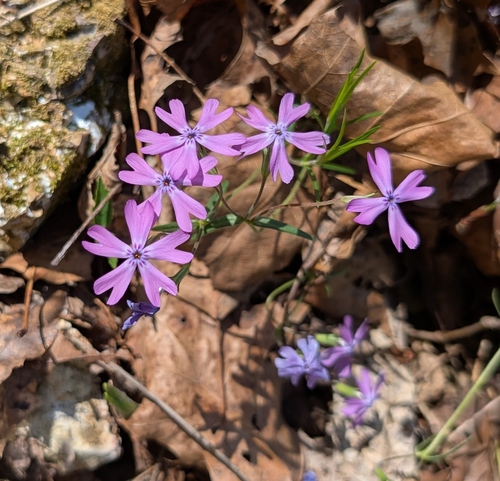 Image of Phlox bifida by (c) Alan Prather, some rights reserved (CC BY)