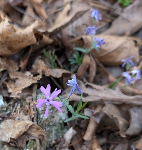 Image of Phlox bifida by (c) Alan Prather, some rights reserved (CC BY)