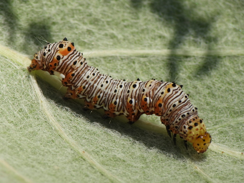 Eight-spotted forester (Alypia octomaculata)
