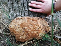 Pseudoinonotus dryadeus