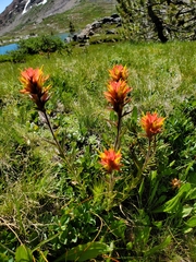 Castilleja peirsonii