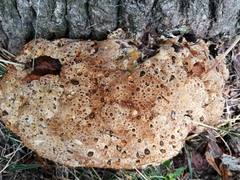 Pseudoinonotus dryadeus