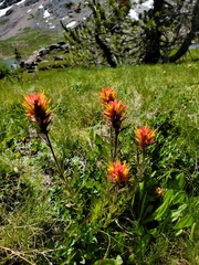 Castilleja peirsonii