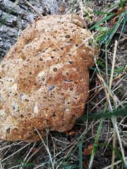 Pseudoinonotus dryadeus