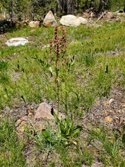 Rumex paucifolius